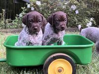 German Shorthaired Pointer Puppies for sale in Fortson, GA 31808, USA. price: $800
