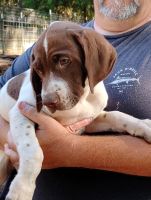German Shorthaired Pointer Puppies for sale in Westville, FL, USA. price: $275