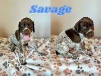 German Shorthaired Pointer Puppies for sale in Claremore, OK, USA. price: $1,200