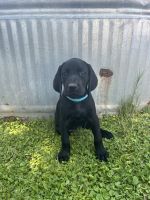 German Shorthaired Pointer Puppies for sale in Sonoita, AZ 85637, USA. price: $1,000