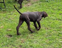 German short head pointer Puppy