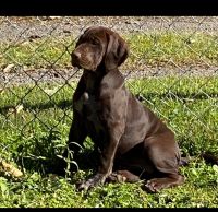 German short head pointer Puppy