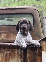 German Shorthaired Pointer Puppies for sale in Fortson, GA 31808, USA. price: NA