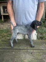 German Shorthaired Pointer Puppies for sale in Jeffersonville, KY 40337, USA. price: $500