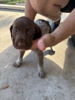 German Shorthaired Pointer Puppies for sale in Summerville, SC, USA. price: $600