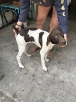 German Shorthaired Pointer Puppies for sale in Montgomery, MI, USA. price: $200