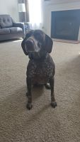 German Shorthaired Pointer Puppies for sale in Holly Springs, NC, USA. price: NA