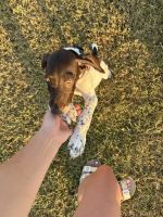 German Shorthaired Pointer Puppies for sale in Columbus, GA, USA. price: $700