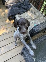 Male German Shorthaired puppy