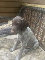 Male German Shorthaired puppy