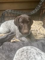 Male German Shorthaired puppy
