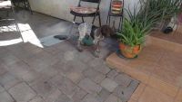 German Shorthaired Pointer Puppies for sale in Henderson, NV, USA. price: $1,300