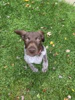 German Shorthaired Pointer Puppies for sale in Russell Island, MI 48001, USA. price: $800