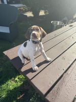 German Shorthaired Pointer Puppies for sale in Olympia, WA, USA. price: $800