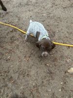 German Shorthaired Pointer Puppies for sale in Goshen, IN, USA. price: NA