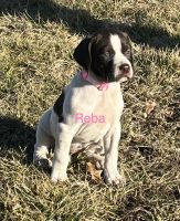 German Shorthaired Pointer Puppies for sale in Emporia, KS 66801, USA. price: $750
