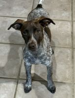 German Shorthaired Pointer Puppies for sale in Round Rock, TX, USA. price: $600