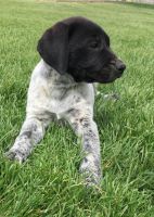GSP GERMAN POINTER PUPPY