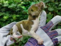  Pack For The Holidays! 