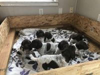 AKC German Shorthair Pointers