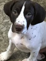 German shorthair pointers forsale