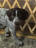 German shorthair pointers forsale