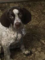 German shorthair pointers forsale