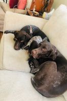 2month old AKC registered GSP