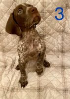 2month old AKC registered GSP