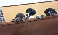 Akc German shorthair pointers pups