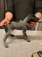 German Shorthaired Pointer Puppy