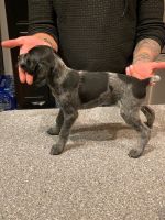German Shorthaired Pointer Puppy