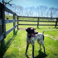 One year old female GSP