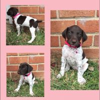 2 Female Puppies For Sale