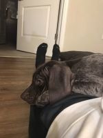 Healthy and Energetic GSP Named Kitchi