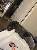 Healthy and Energetic GSP Named Kitchi