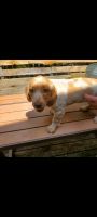 German Spaniel Puppies for sale in Hastings, MN 55033, USA. price: $50,000