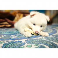 German Spitz (Klein) Puppies for sale in Bangaon, West Bengal, India. price: 8,500 INR
