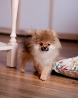 German Spitz (Klein) Puppies for sale in South Bay, CA, USA. price: $900