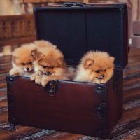 German Spitz (Klein) Puppies for sale in South Bay, CA, USA. price: $550