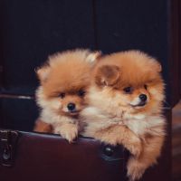German Spitz (Klein) Puppies Photos