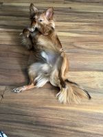 German Spitz (Klein) Puppies for sale in Exton, PA 19341, USA. price: $250