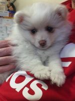 German Spitz (Klein) Puppies for sale in Mississauga, ON, Canada. price: $655