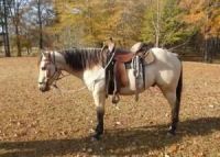 German Warmblood Horses for sale in Gainesville, FL, USA. price: $2,000
