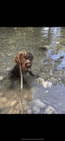 German Wirehaired Pointer Puppies Photos
