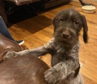 German Wirehaired Pointer Puppies for sale in Plano, Illinois. price: $500