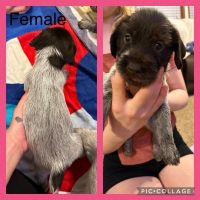 German Wirehaired Pointer Puppies Photos