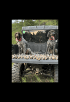German Wirehaired Pointer Puppies for sale in Eatonton, GA 31024, USA. price: $1,200