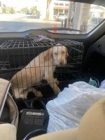 His name is Kobe he is 7 months old