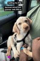 German Wirehaired Pointer Puppies for sale in 417 S Observatory Dr, Orlando, FL 32835, USA. price: $170